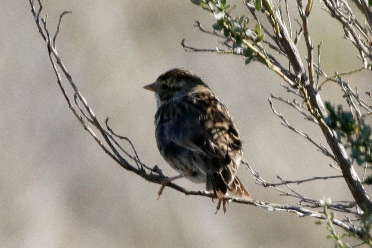 Savannah Sparrow - Ann Stockert