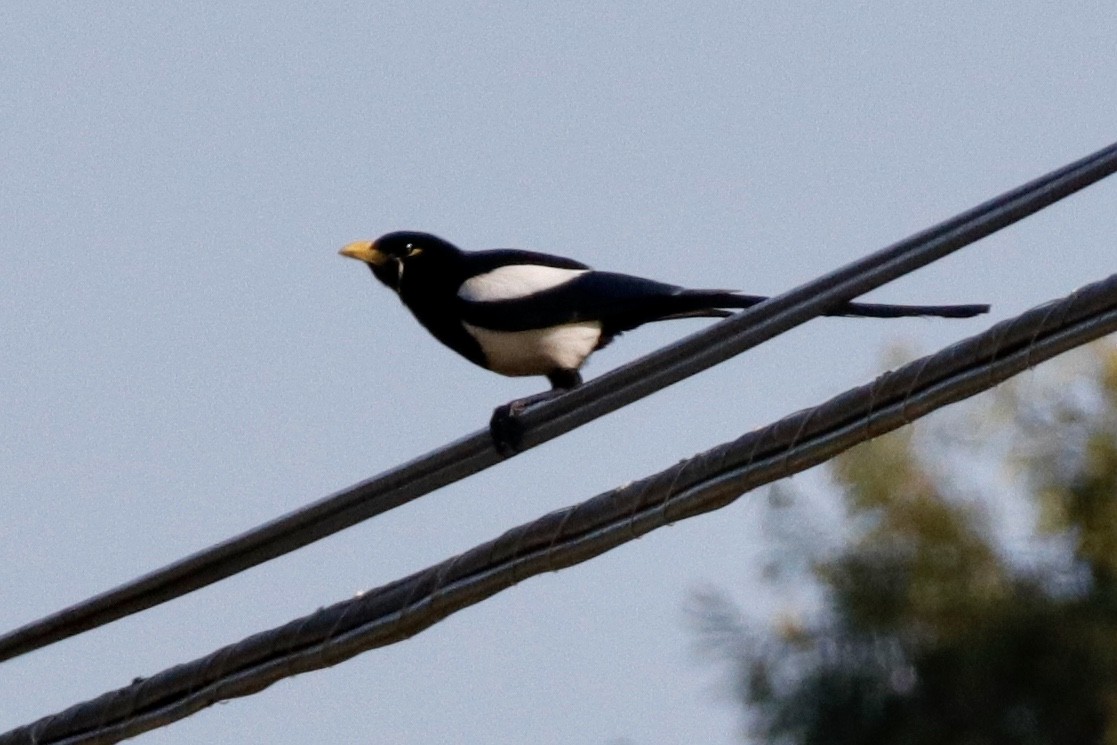 Yellow-billed Magpie - ML328921871