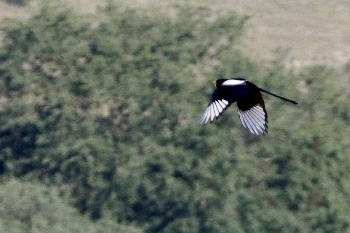 Yellow-billed Magpie - ML328921961