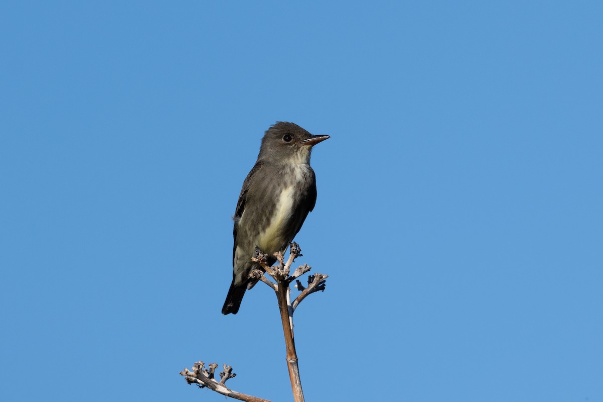 Olive-sided Flycatcher - ML328921971