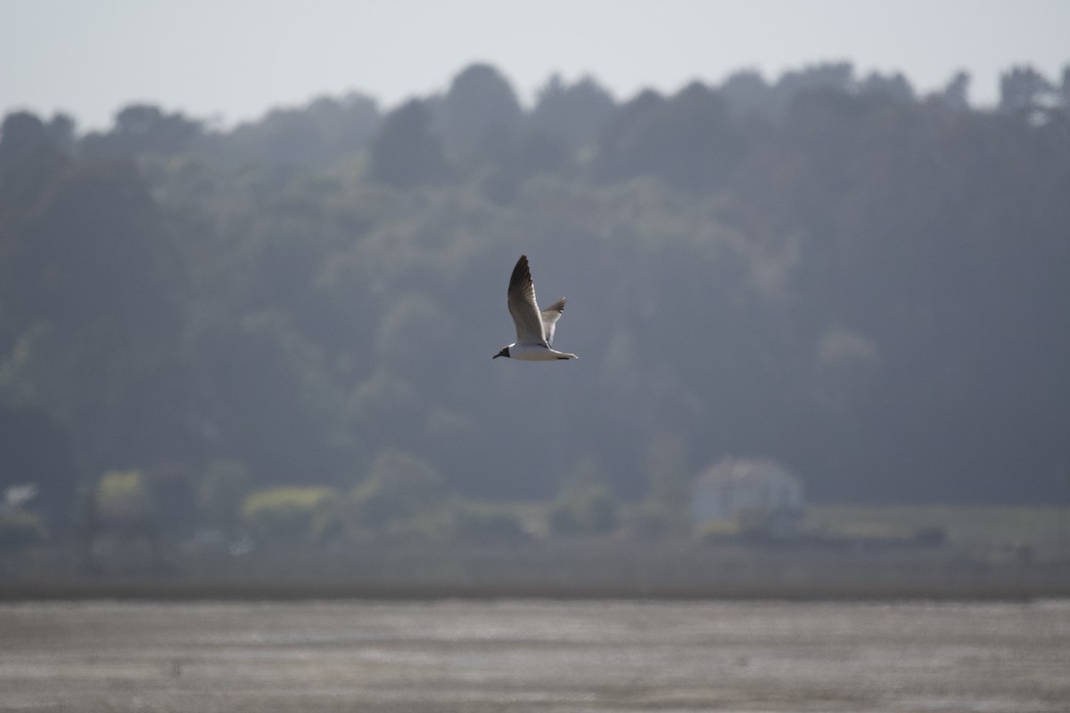 Laughing Gull - ML328922311