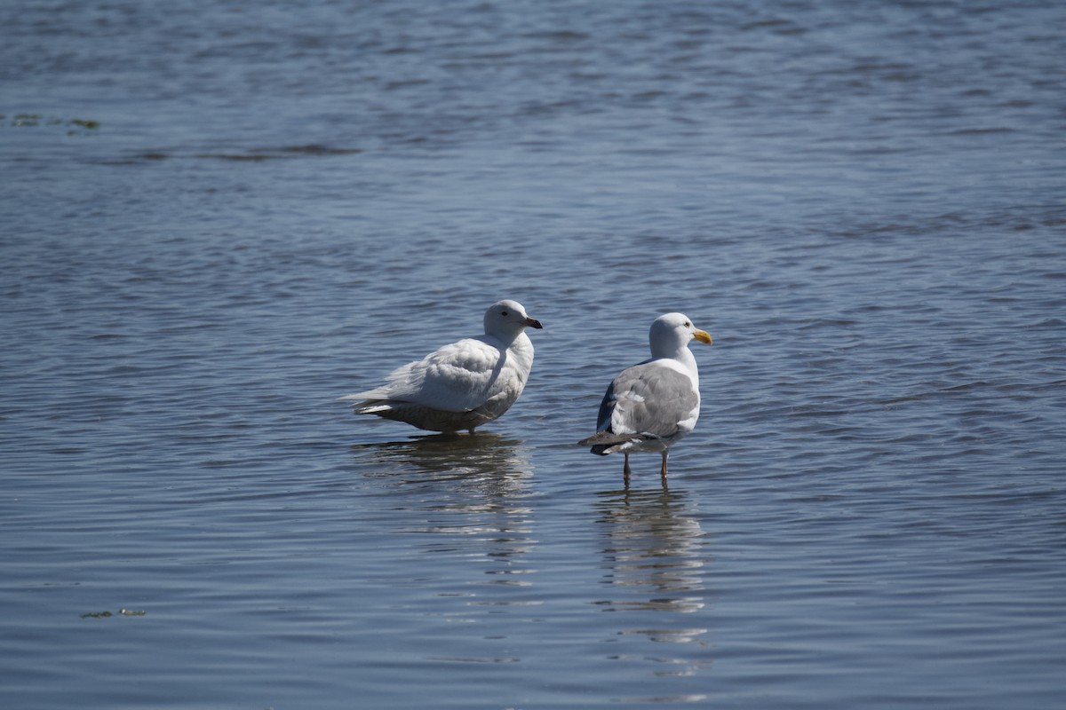 Glaucous x Glaucous-winged Gull (hybrid) - Brian Browne