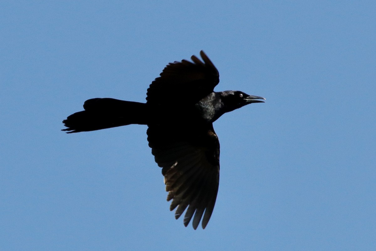 Great-tailed Grackle - Ann Stockert