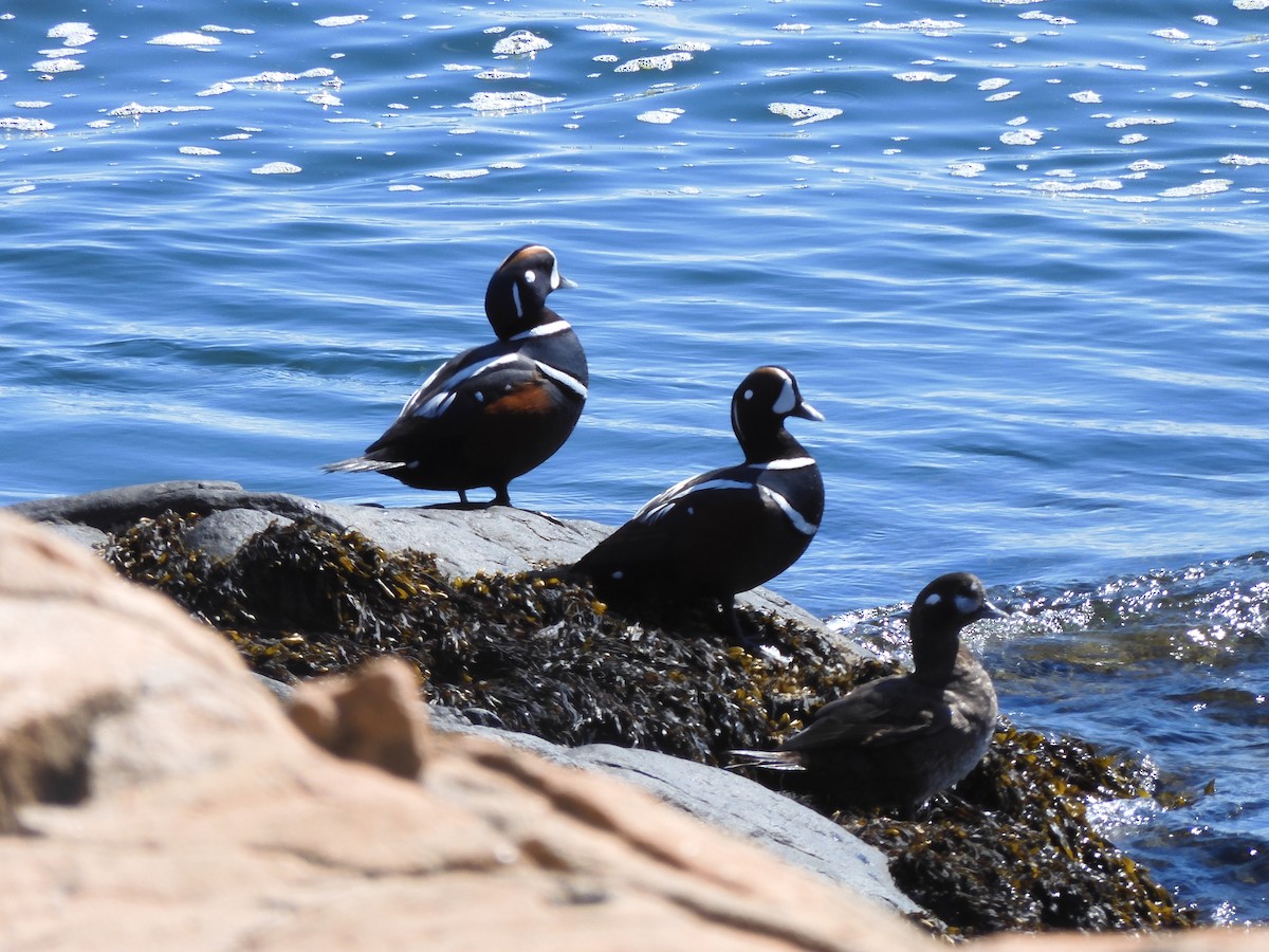 Harlequin Duck - ML328923561