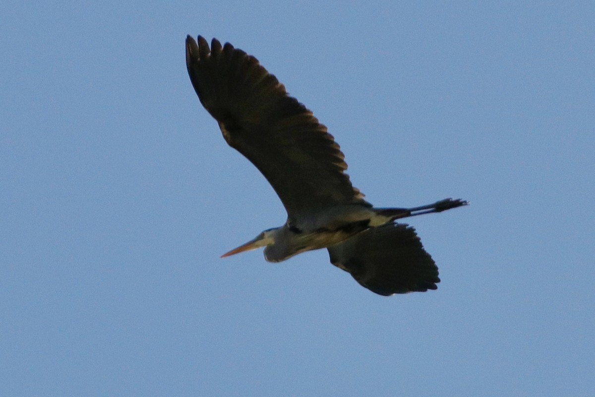 Great Blue Heron - ML328923751