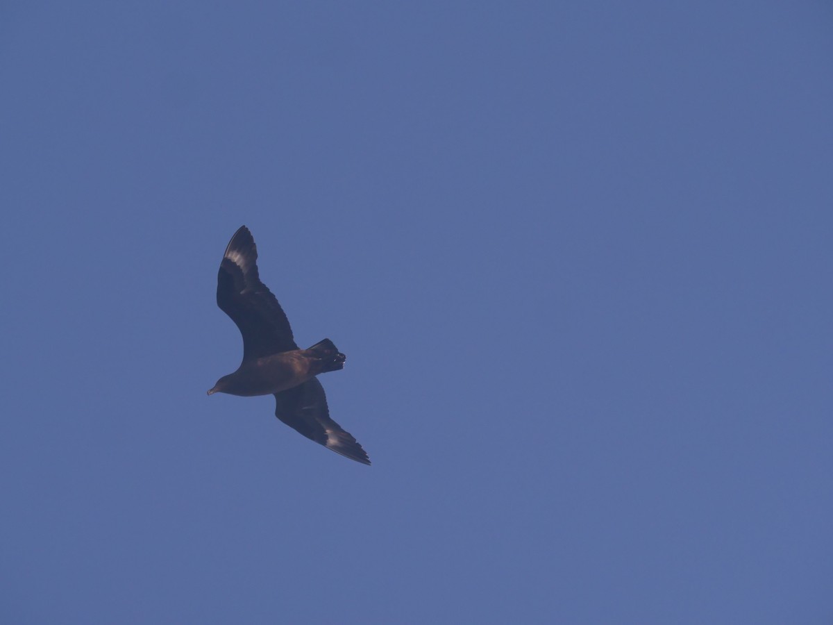 Brown Skua - Chris Thompson