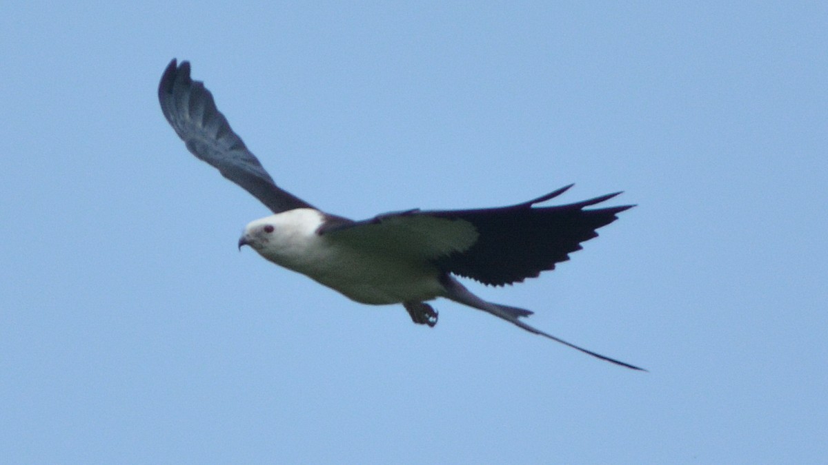 Swallow-tailed Kite - ML32892491