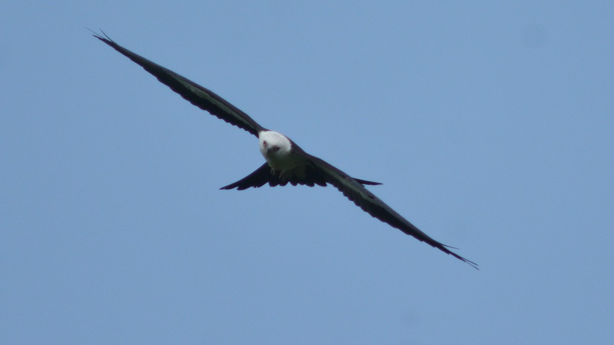 Swallow-tailed Kite - ML32892511