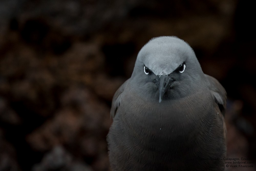 Brown Noddy - Vivek Khanzode
