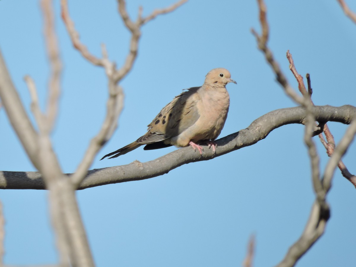 Mourning Dove - ML328927511