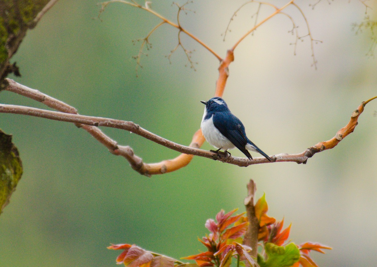 Ultramarine Flycatcher - ML328928671