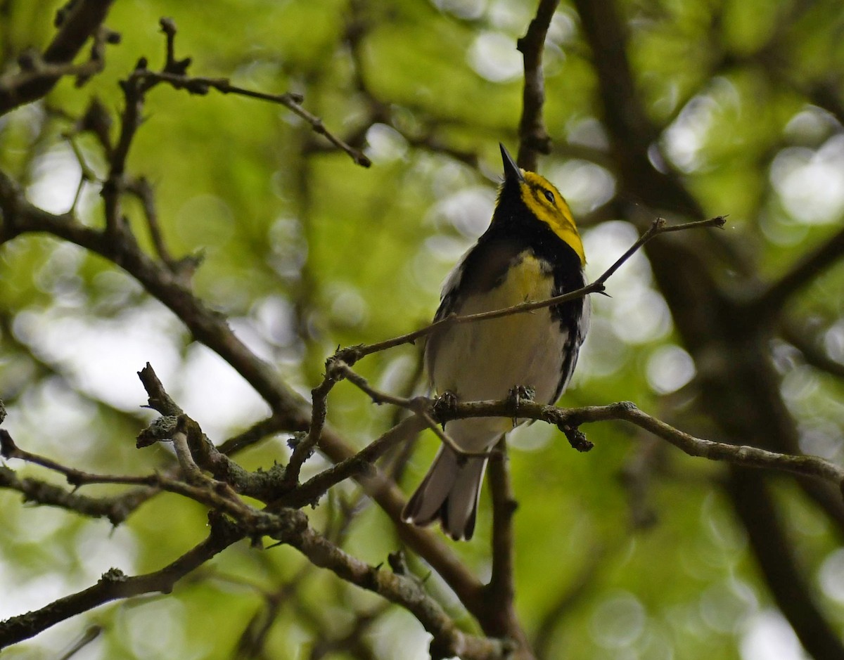 Black-throated Green Warbler - ML328930291