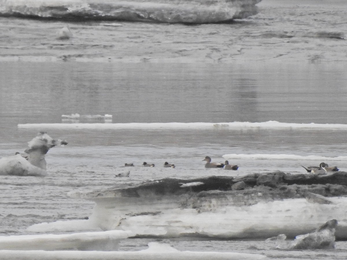 Gadwall - Laura Burke