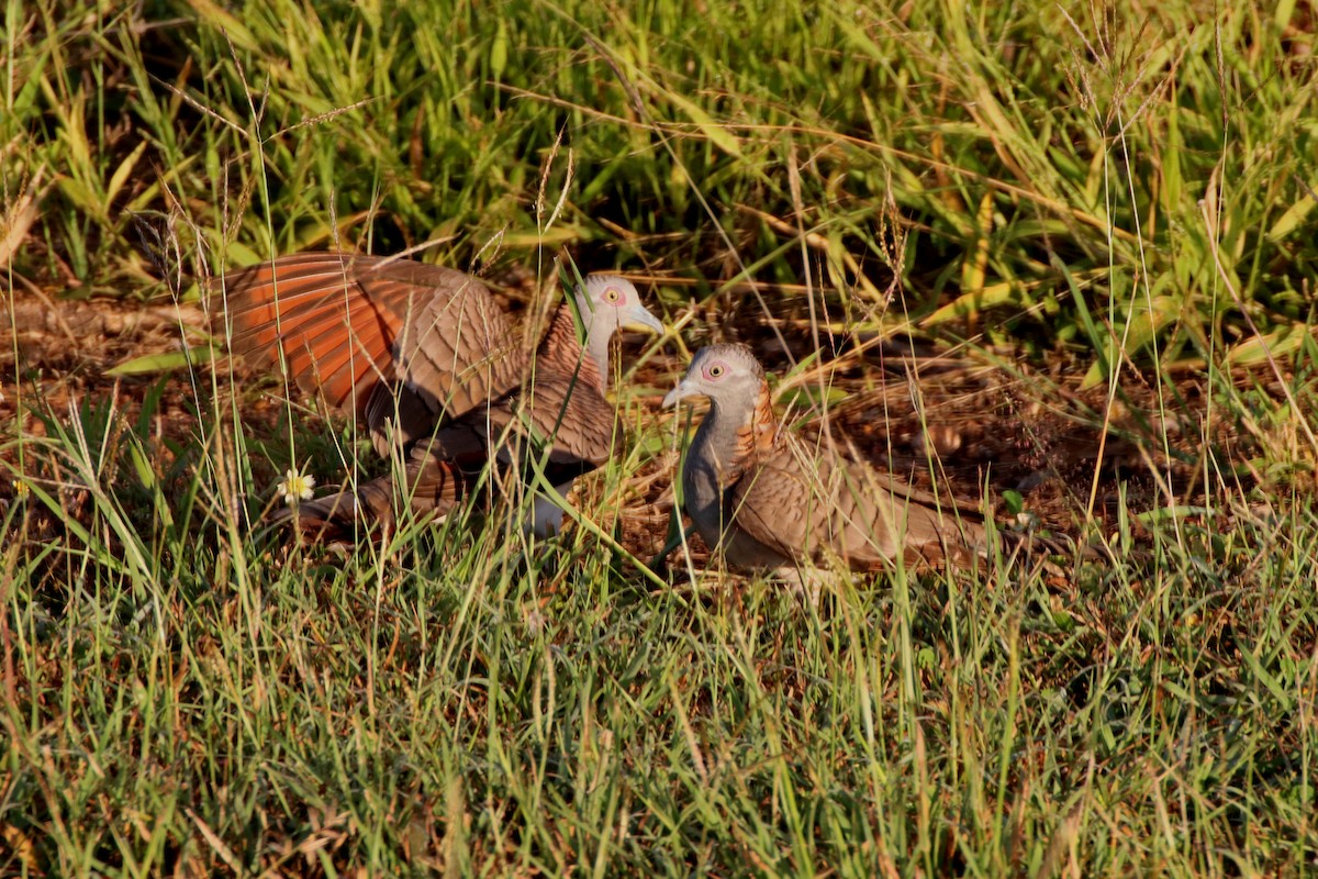 Bar-shouldered Dove - ML328931721