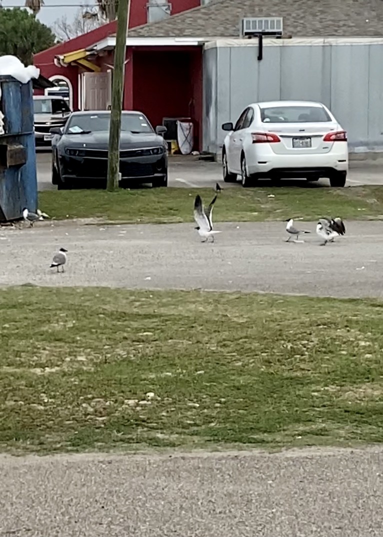 Laughing Gull - ML328934331