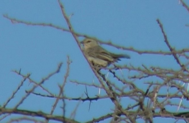 Pale Flycatcher (Pale) - ML328934581