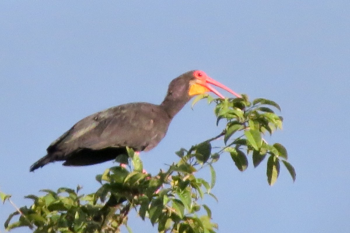 ibis dlouhoocasý - ML328935261