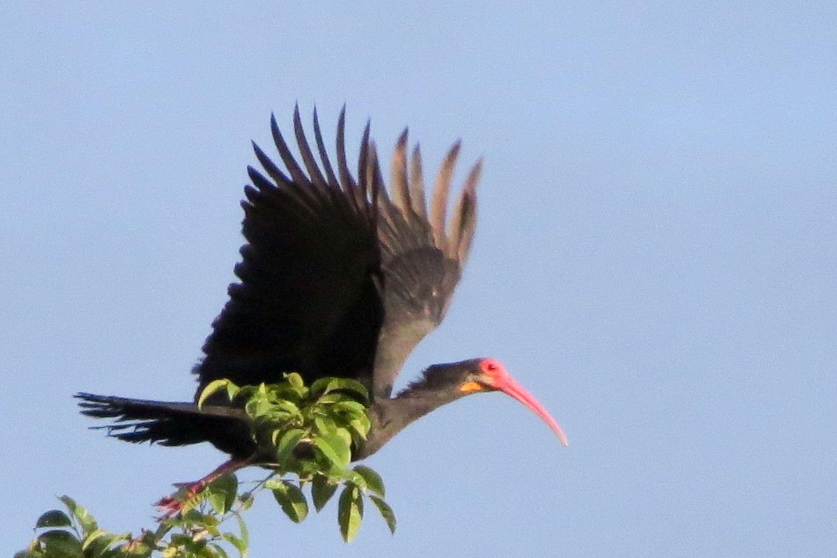 ibis dlouhoocasý - ML328935271