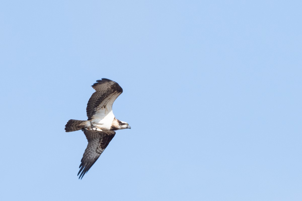 Скопа (haliaetus) - ML328935871