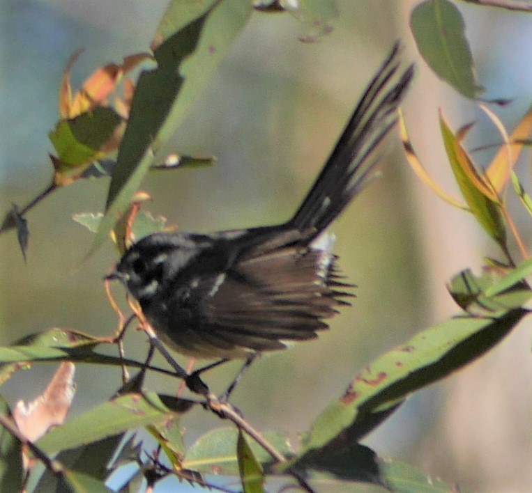 Gray Fantail - ML328936121