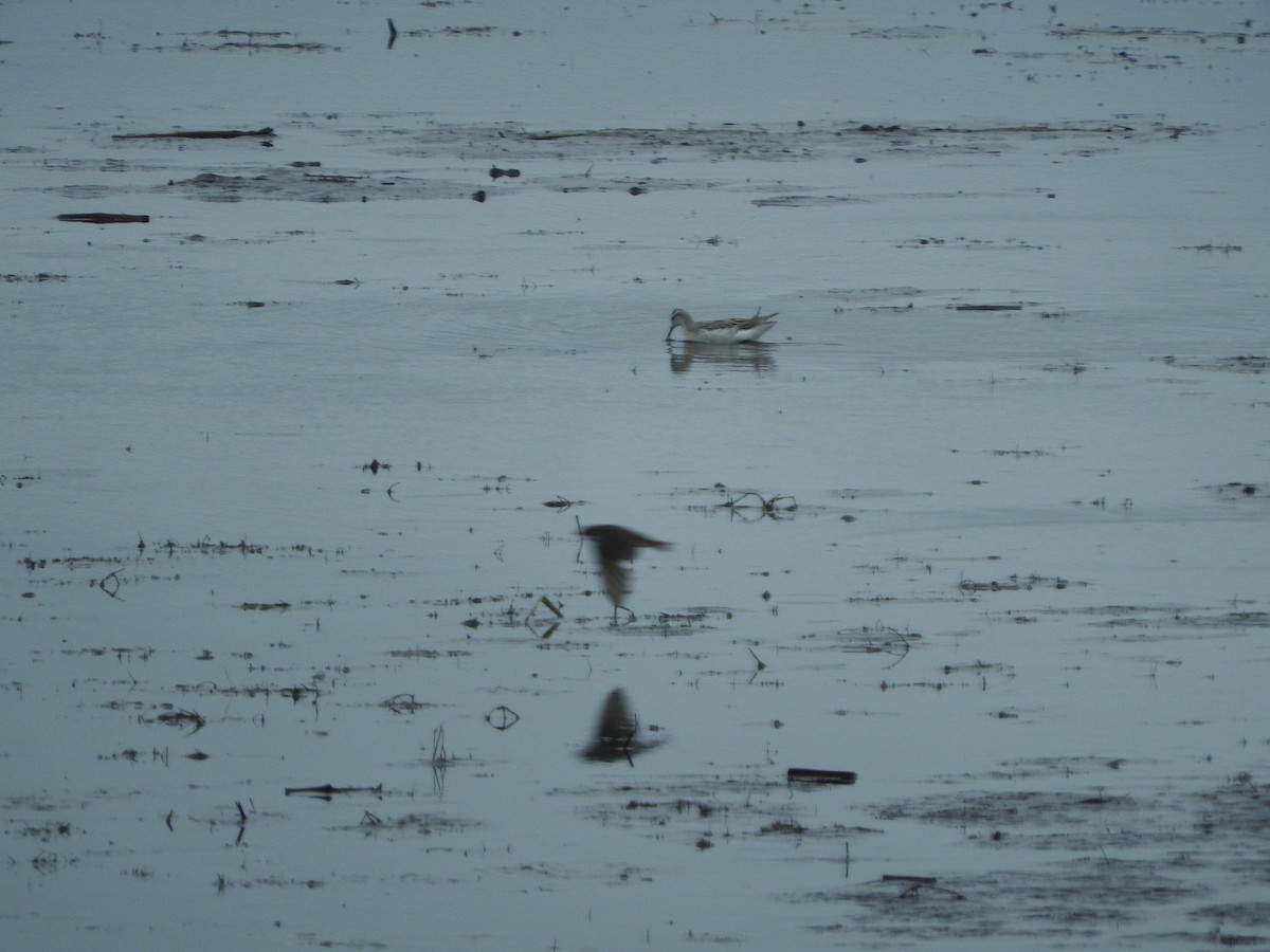 Wilson's Phalarope - ML32893721