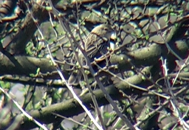 Pectoral-patch Cisticola (Pectoral-patch) - ML328937411