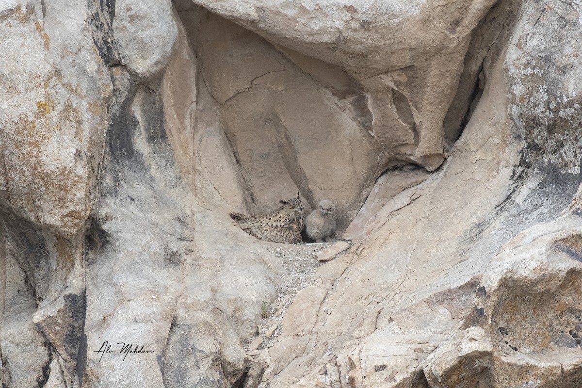 Eurasian Eagle-Owl - Ali Mahdavi