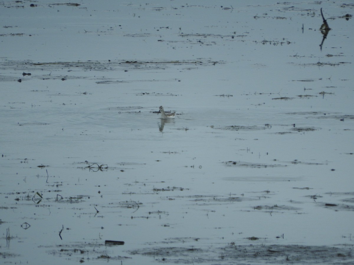 Wilson's Phalarope - ML32893761