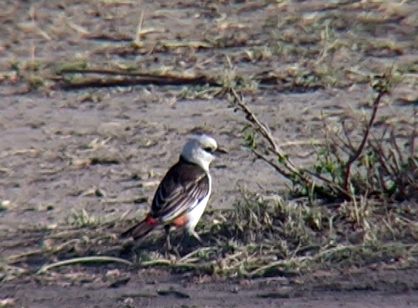 White-headed Buffalo-Weaver - ML328937971