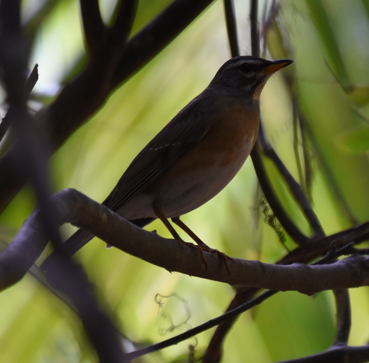 Eyebrowed Thrush - ML328939251