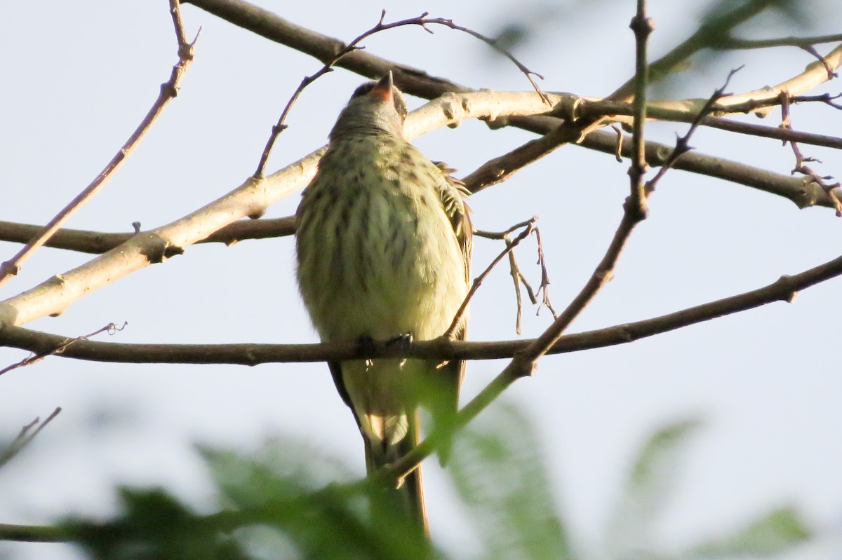 Boat-billed Flycatcher - ML328941101