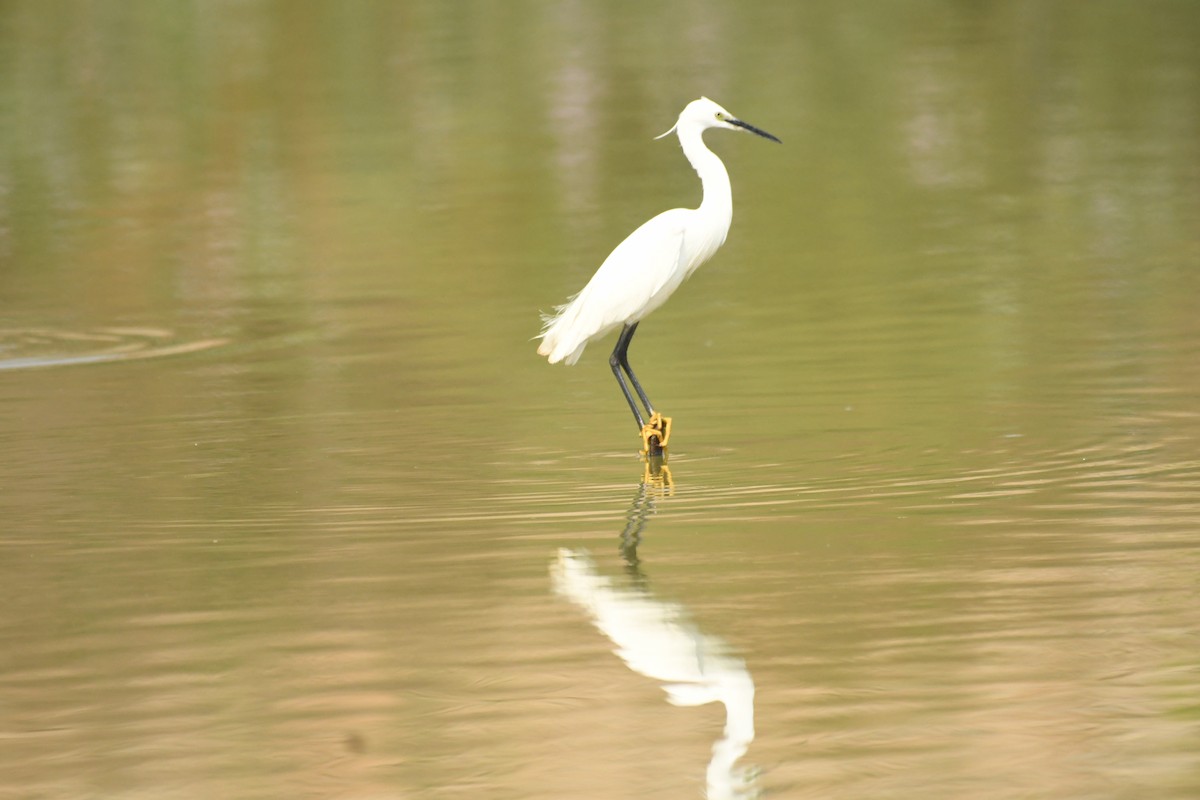 Little Egret - ML328941321