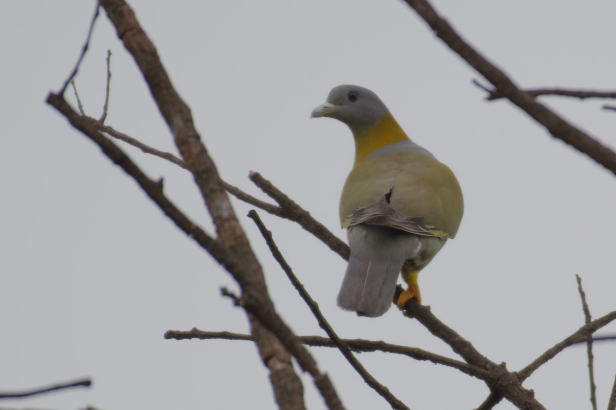 Yellow-footed Green-Pigeon - ML328941731