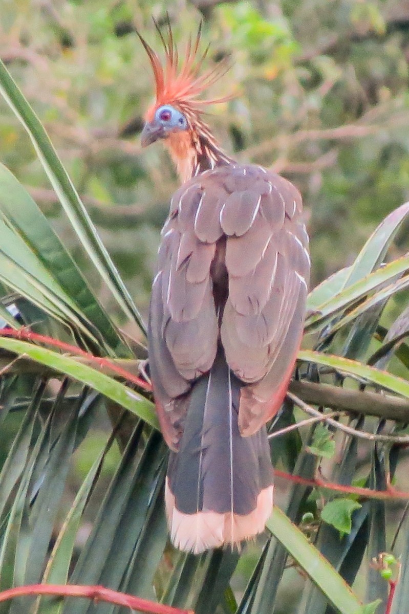 Hoatzin - ML328942101