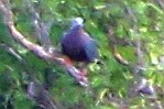 New Guinea Bronzewing - Sue Hacking