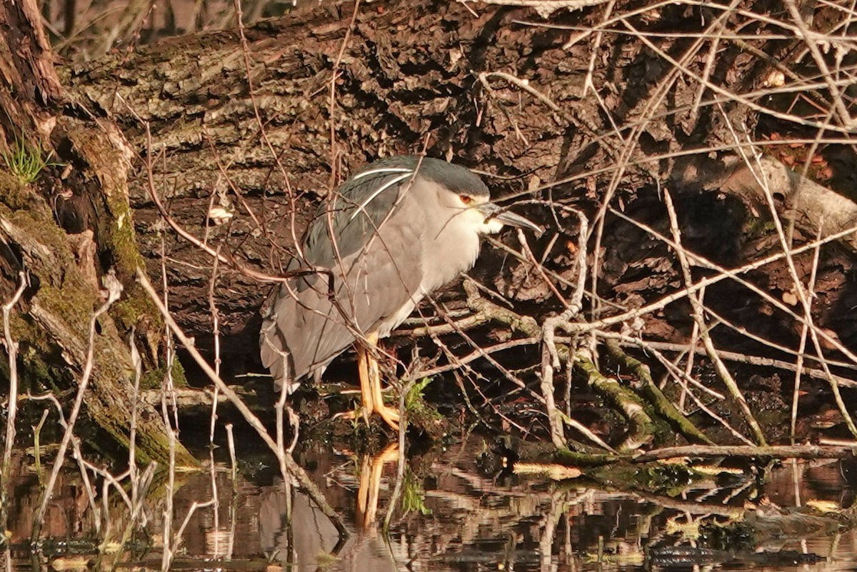 Black-crowned Night Heron - ML328944011