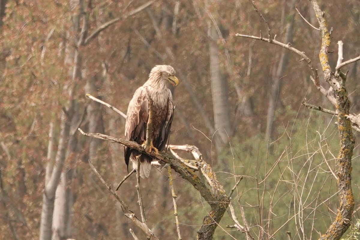 White-tailed Eagle - ML328944111