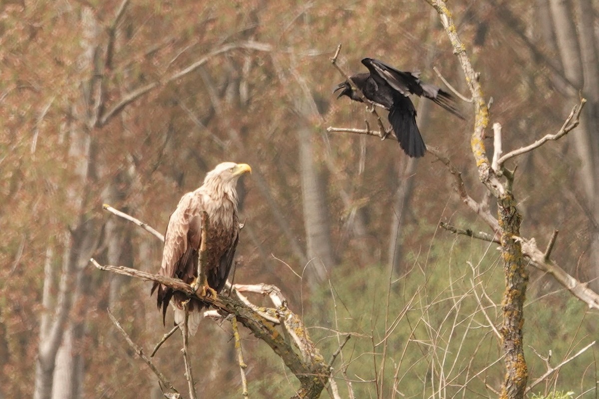 White-tailed Eagle - ML328944131