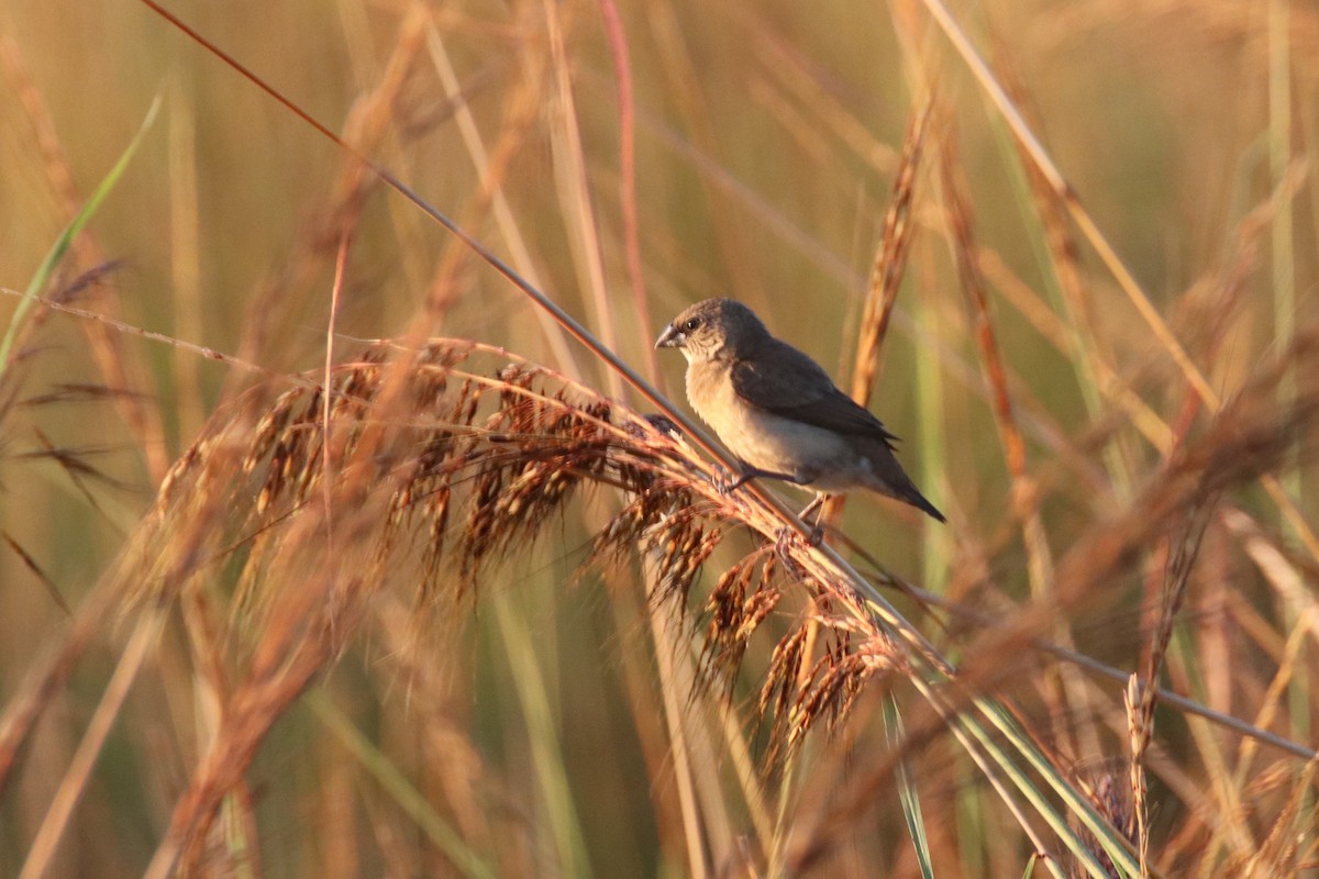 Chestnut-breasted Munia - ML328944441