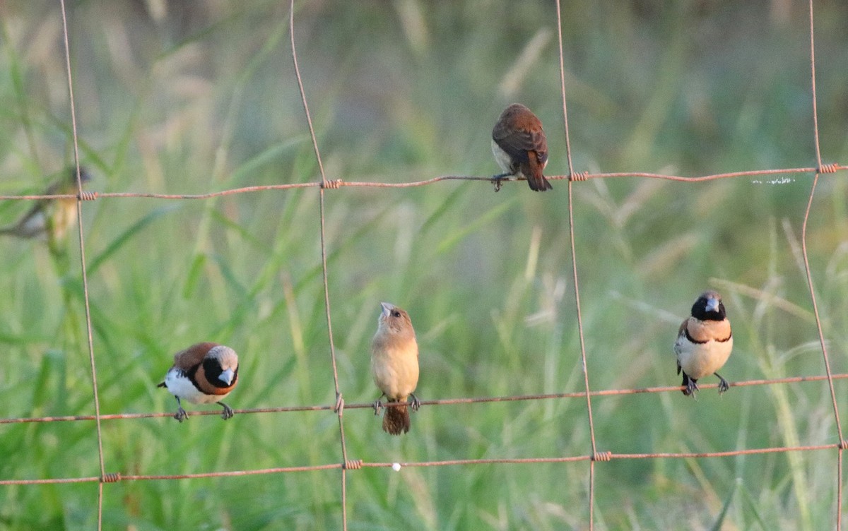 Chestnut-breasted Munia - ML328944451