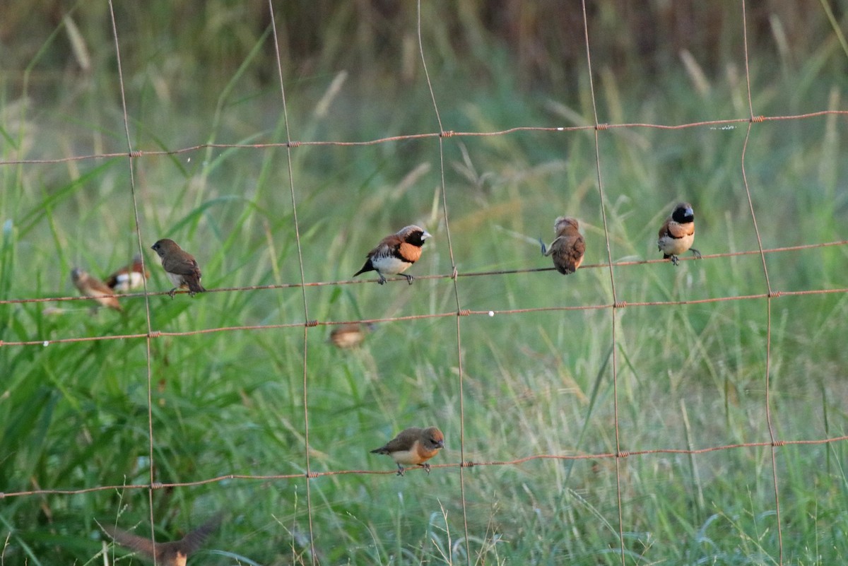 Chestnut-breasted Munia - ML328944461