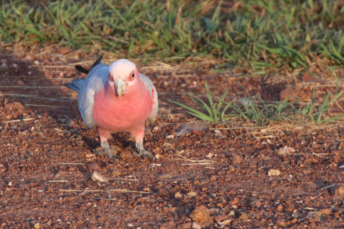 Galah - ML328944581