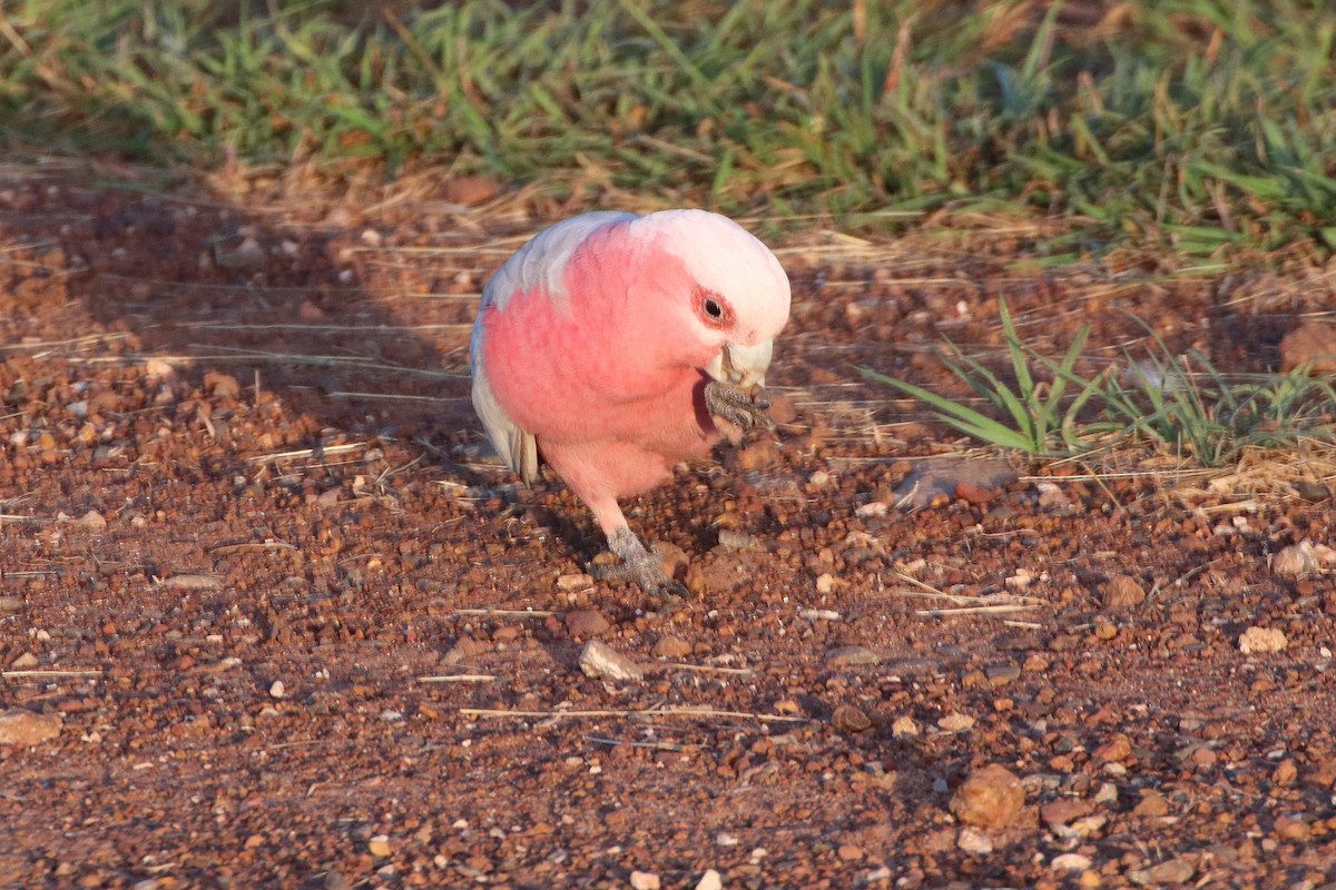 Galah - ML328944591