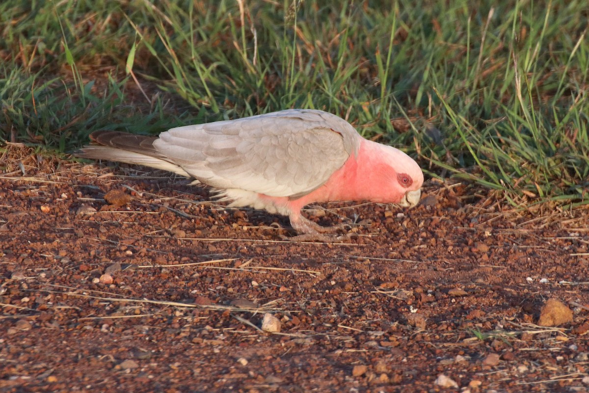 Galah - ML328944601