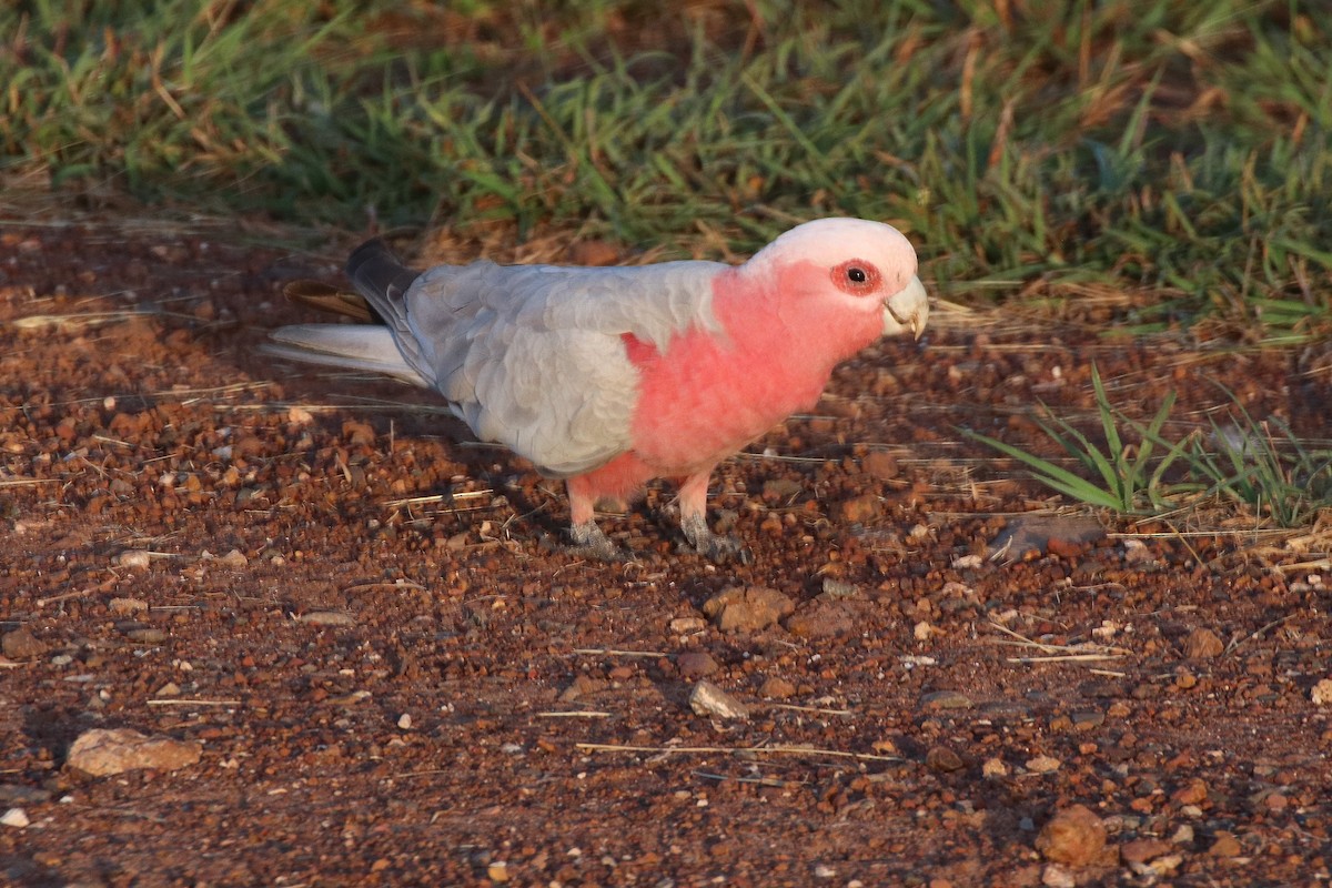 Galah - ML328944611