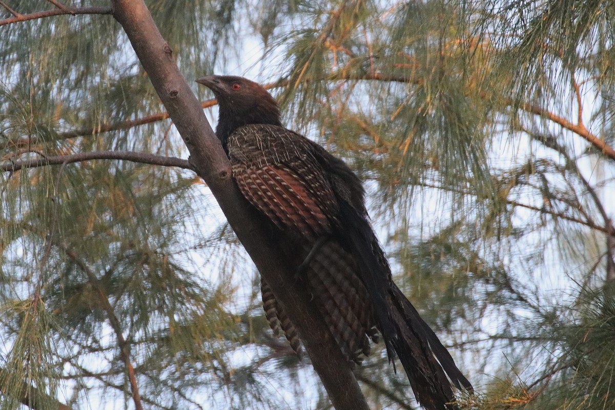 Coucal faisan (groupe phasianinus) - ML328944701