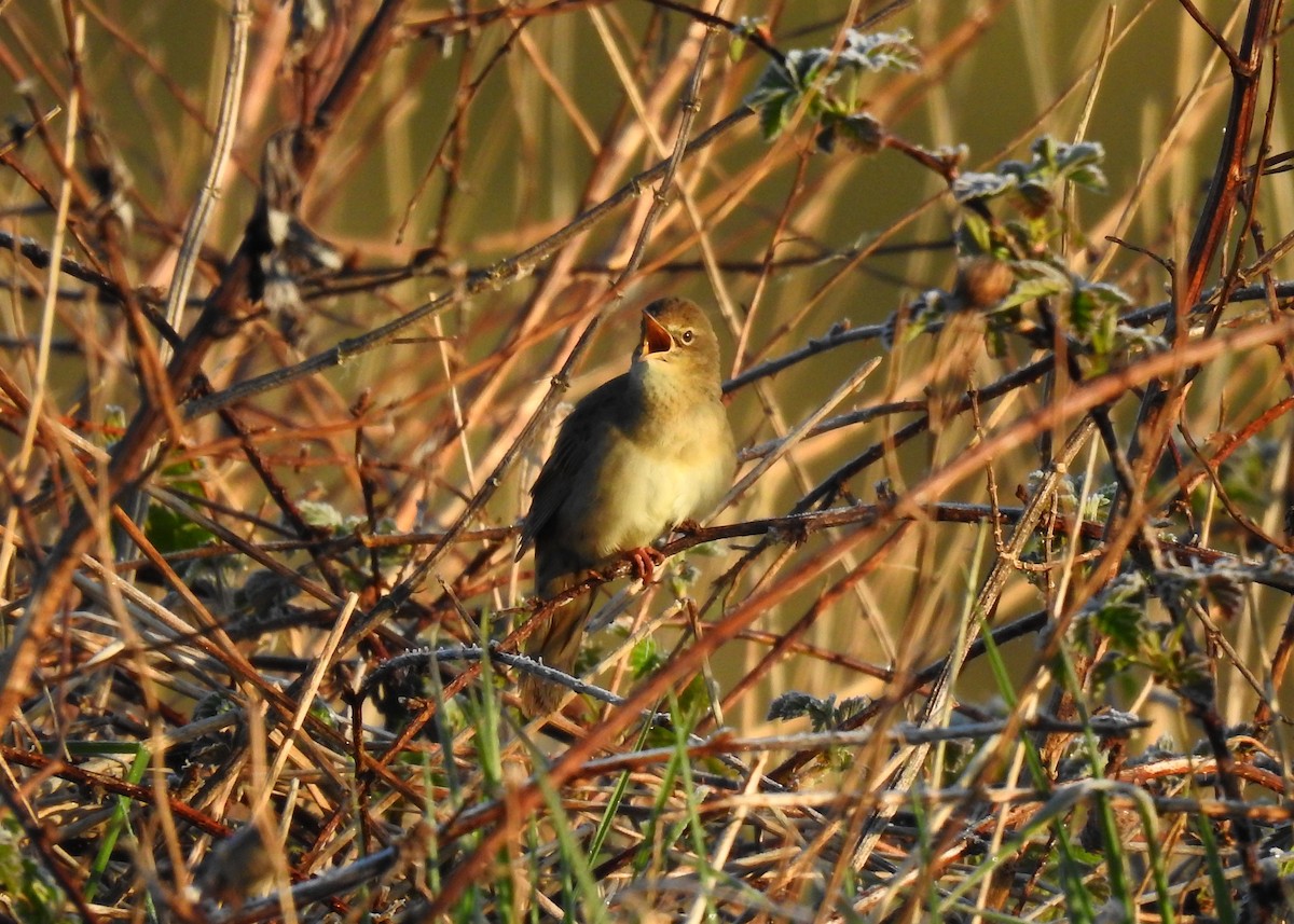 Common Grasshopper Warbler - ML328944821