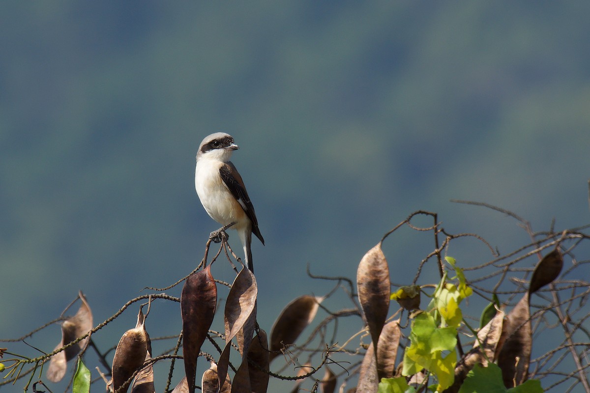 Bay-backed Shrike - ML328945411