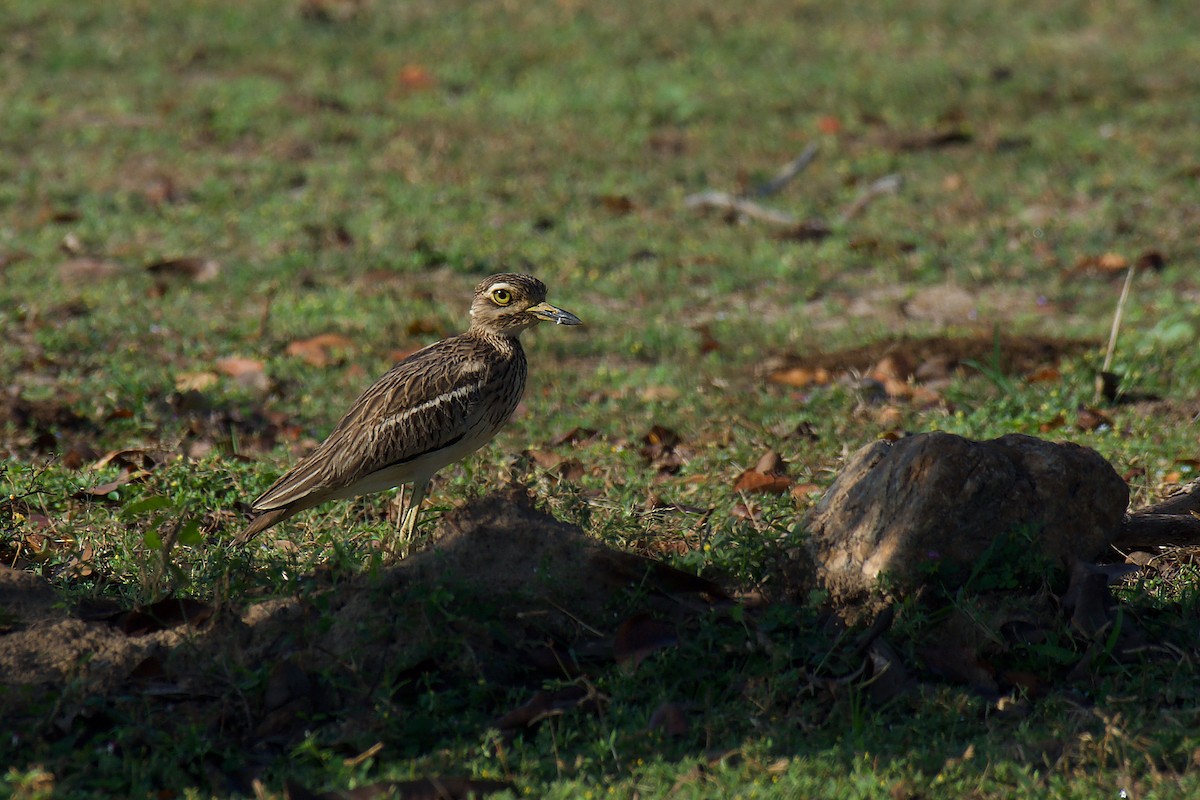 Indian Thick-knee - ML328945421