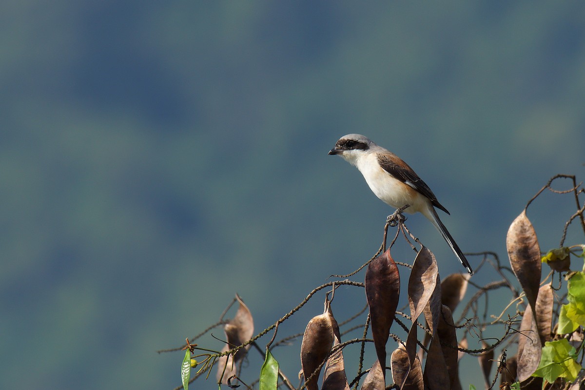 Bay-backed Shrike - ML328945441